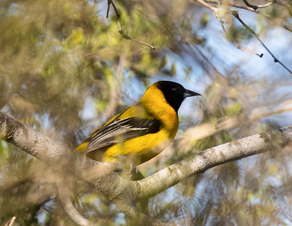 Audubon’s Oriole