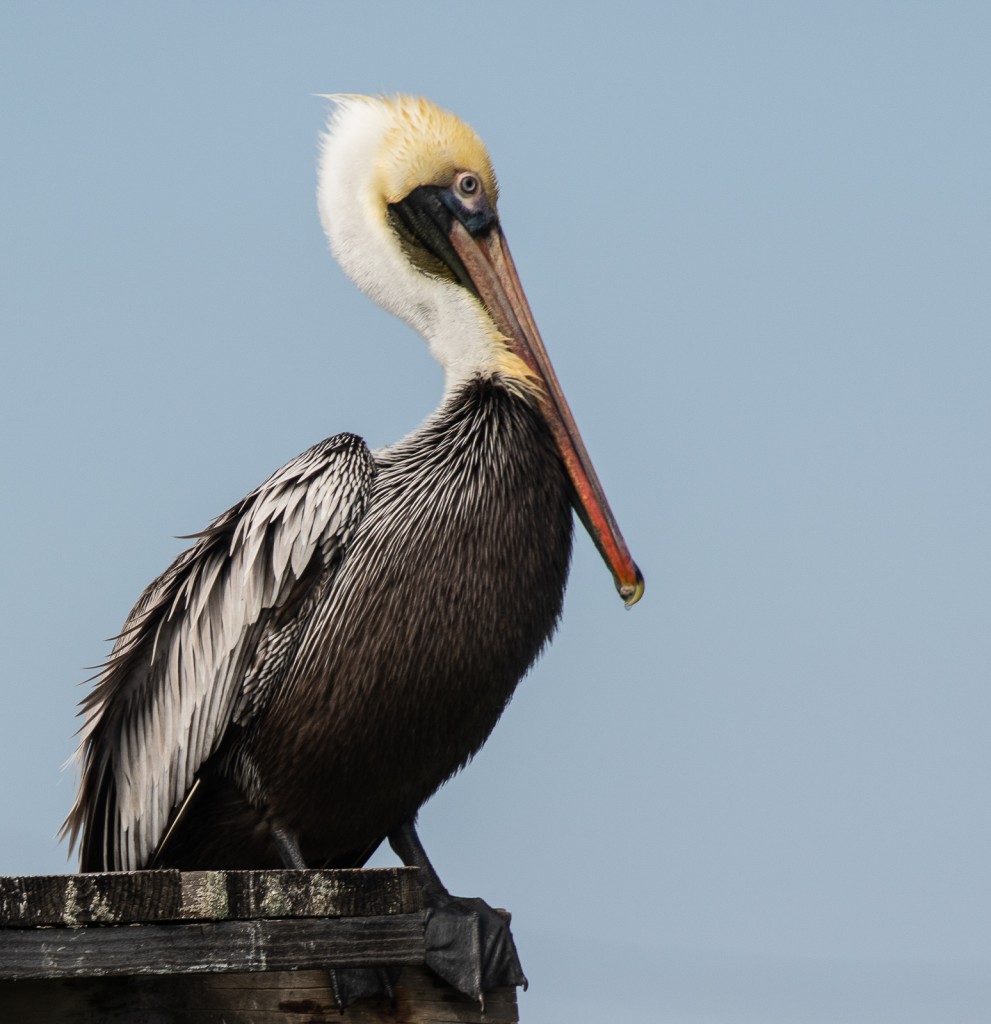 Brown Pelican