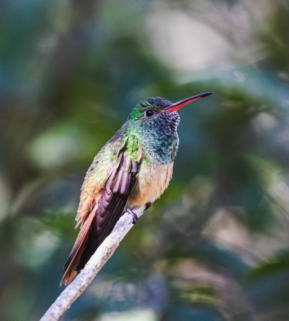 Buff-bellied Hummingbird