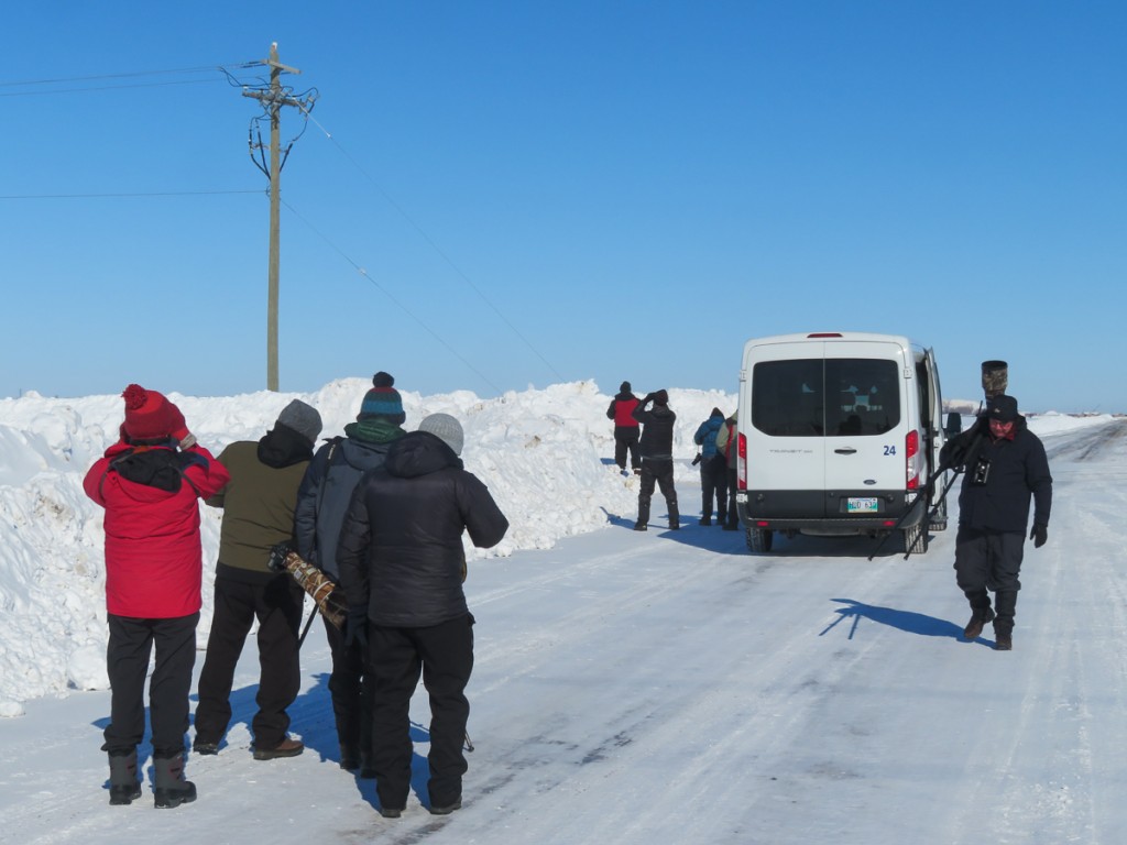 Searching for owls in Manitoba