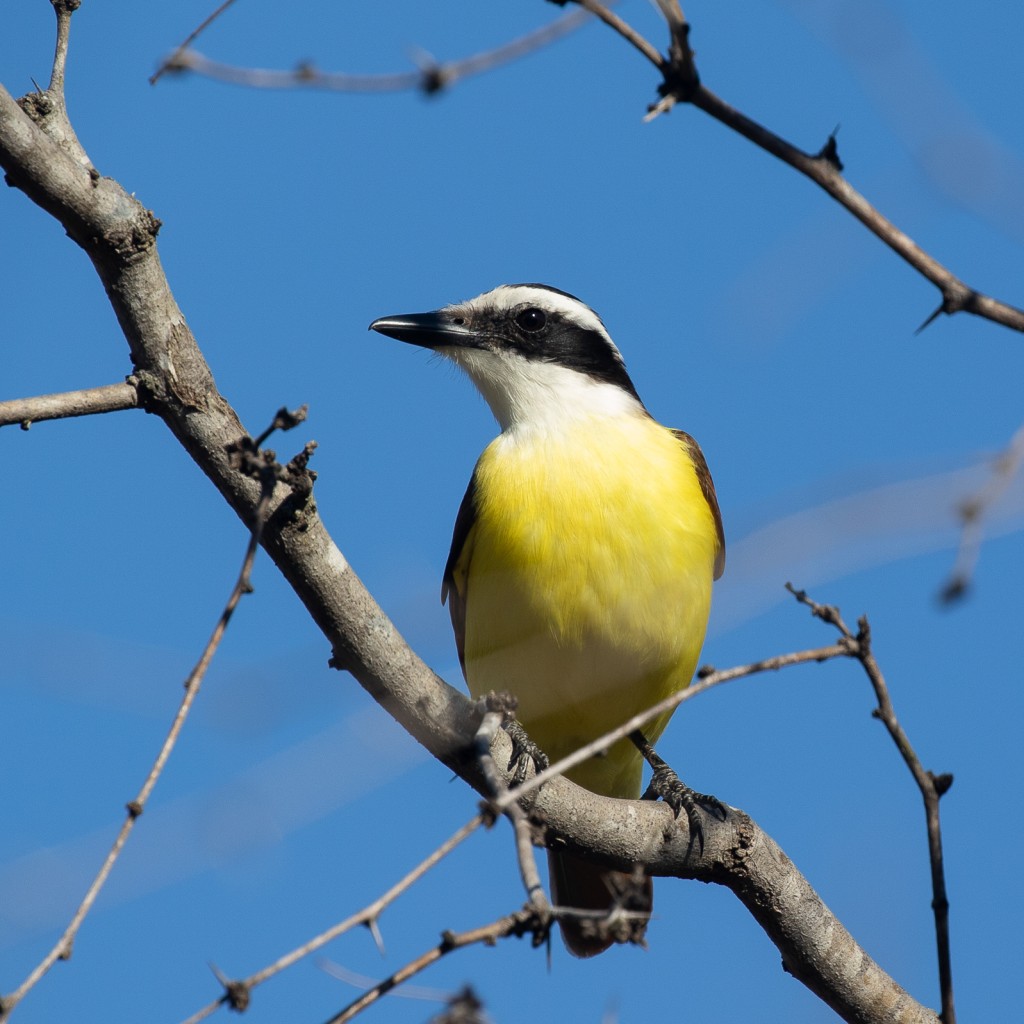 Great Kiskadee