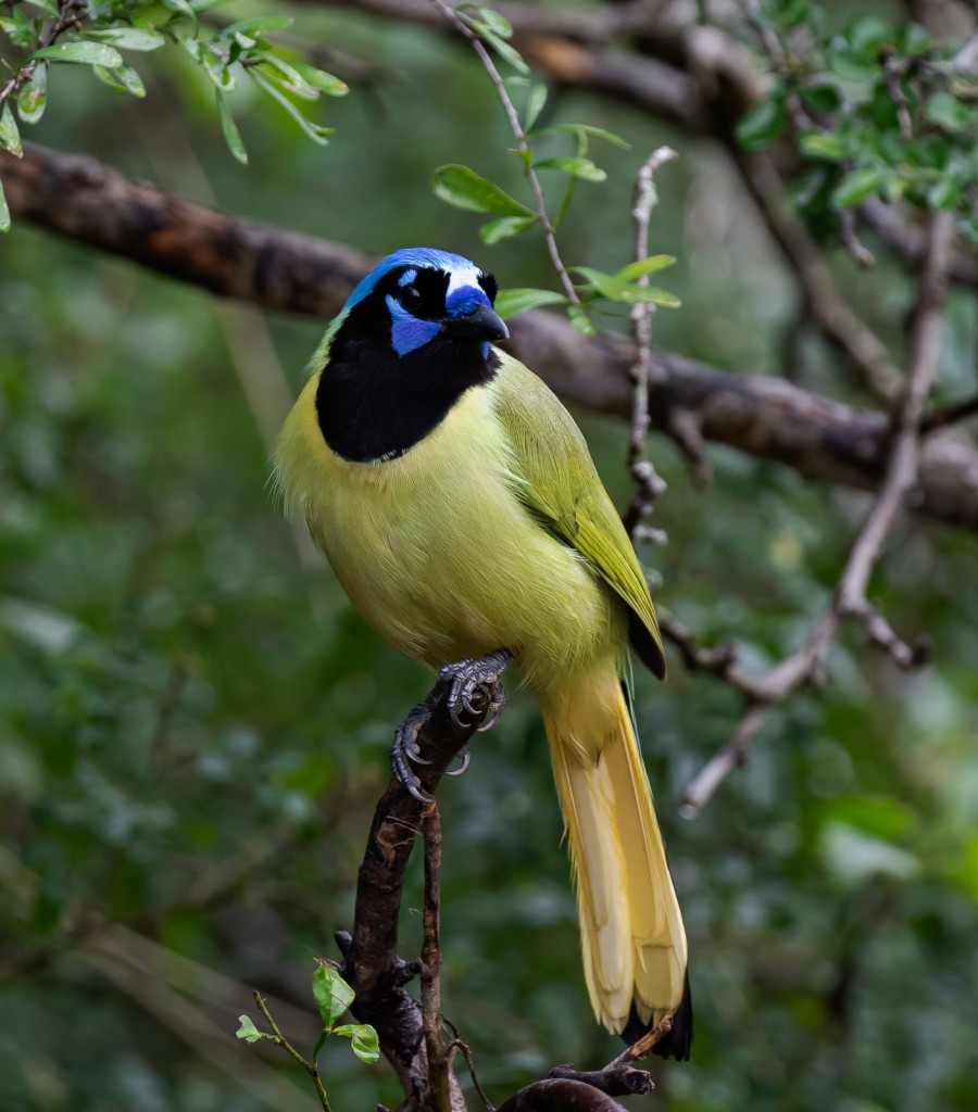 Green Jay
