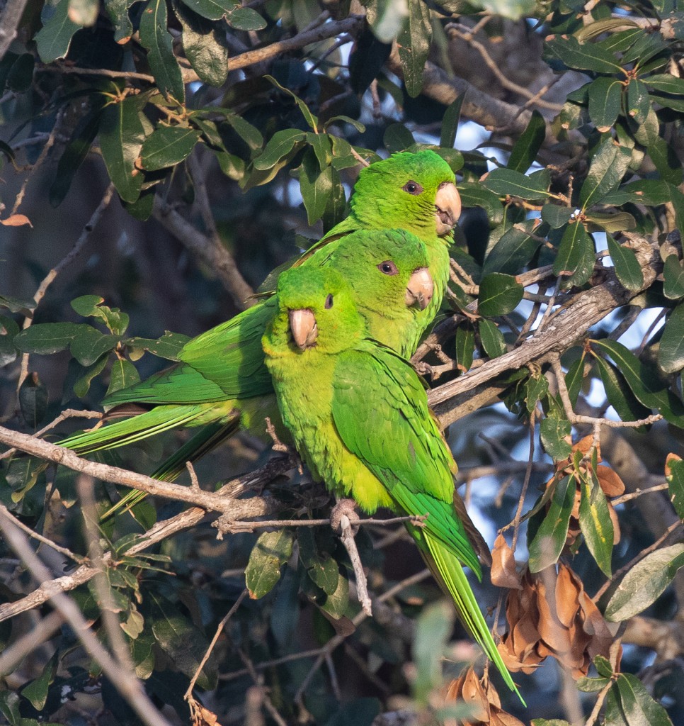 Green Parakeets