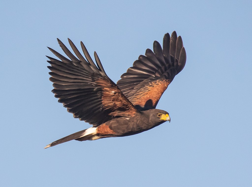Harris’s Hawk