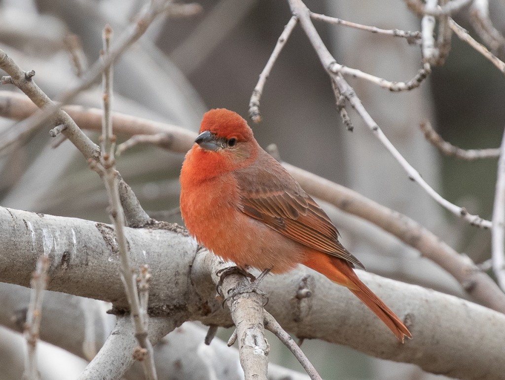 Hepatic Tanager