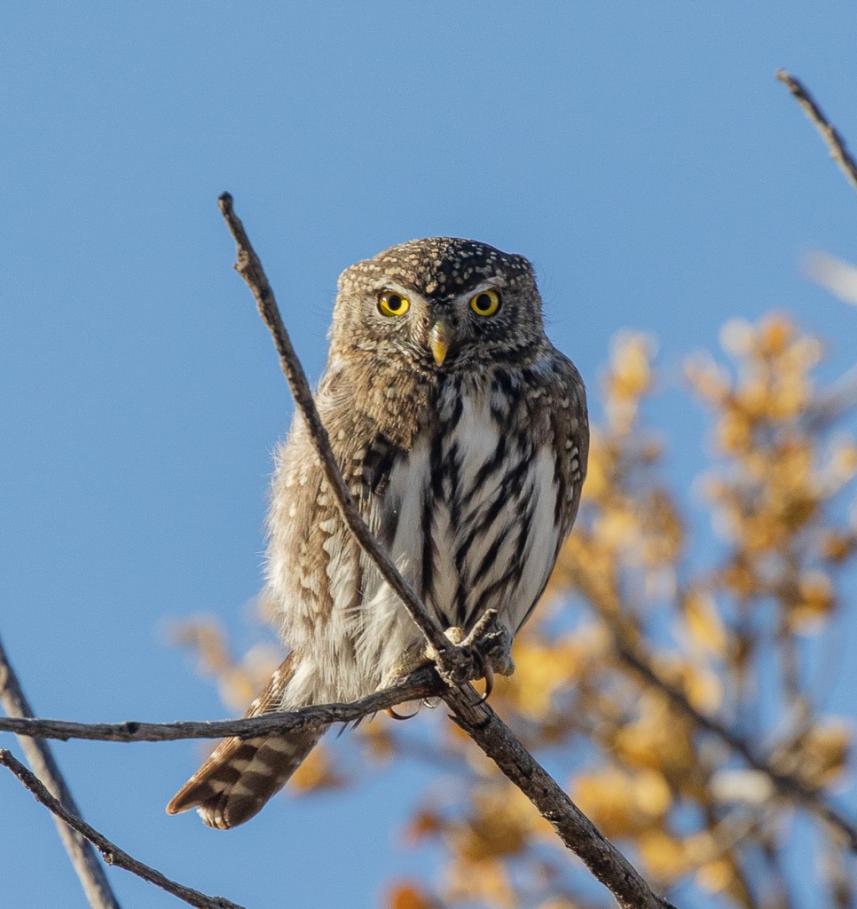 Northern Pygmy Owl