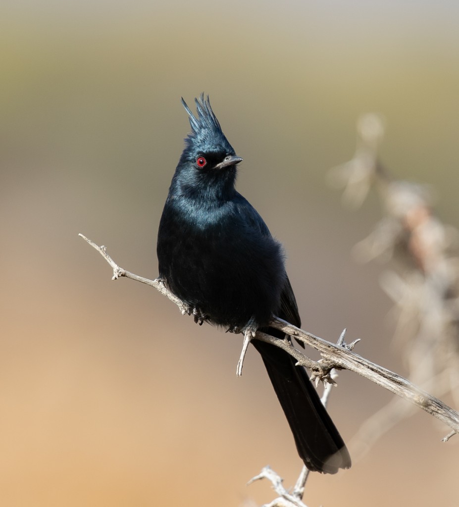 Phainopepla