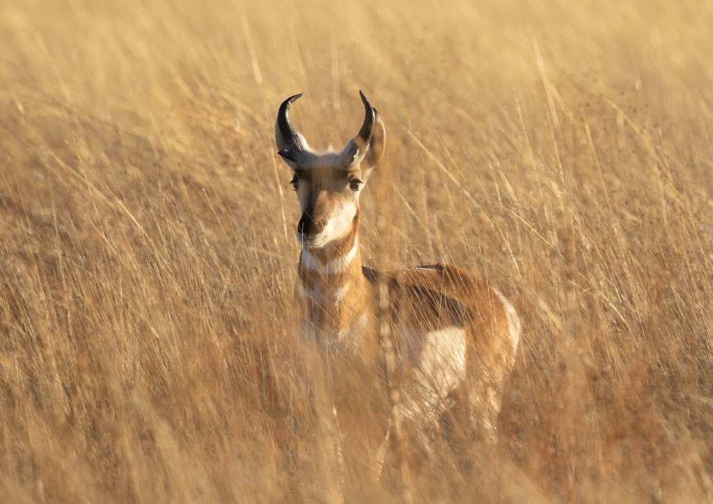 Pronghorn