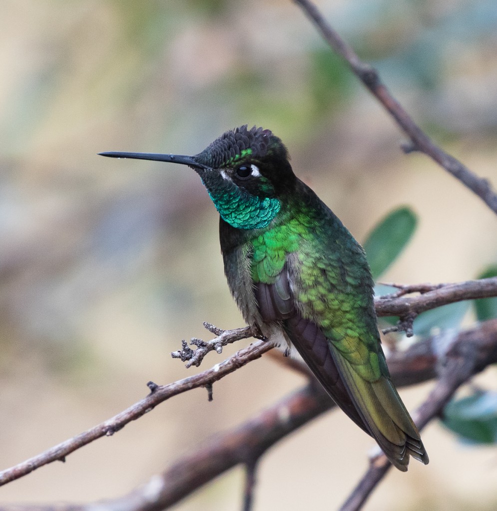Rivoli’s Hummingbird