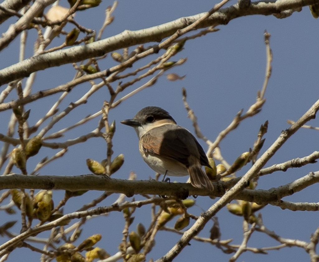 Rose-throated Becard