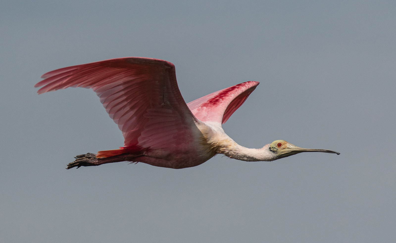 Roseate Spoonbill
