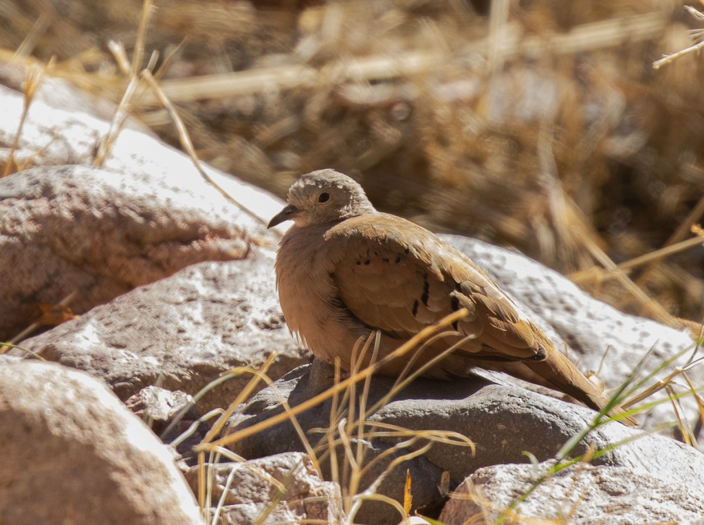 Ruddy Ground-Dove