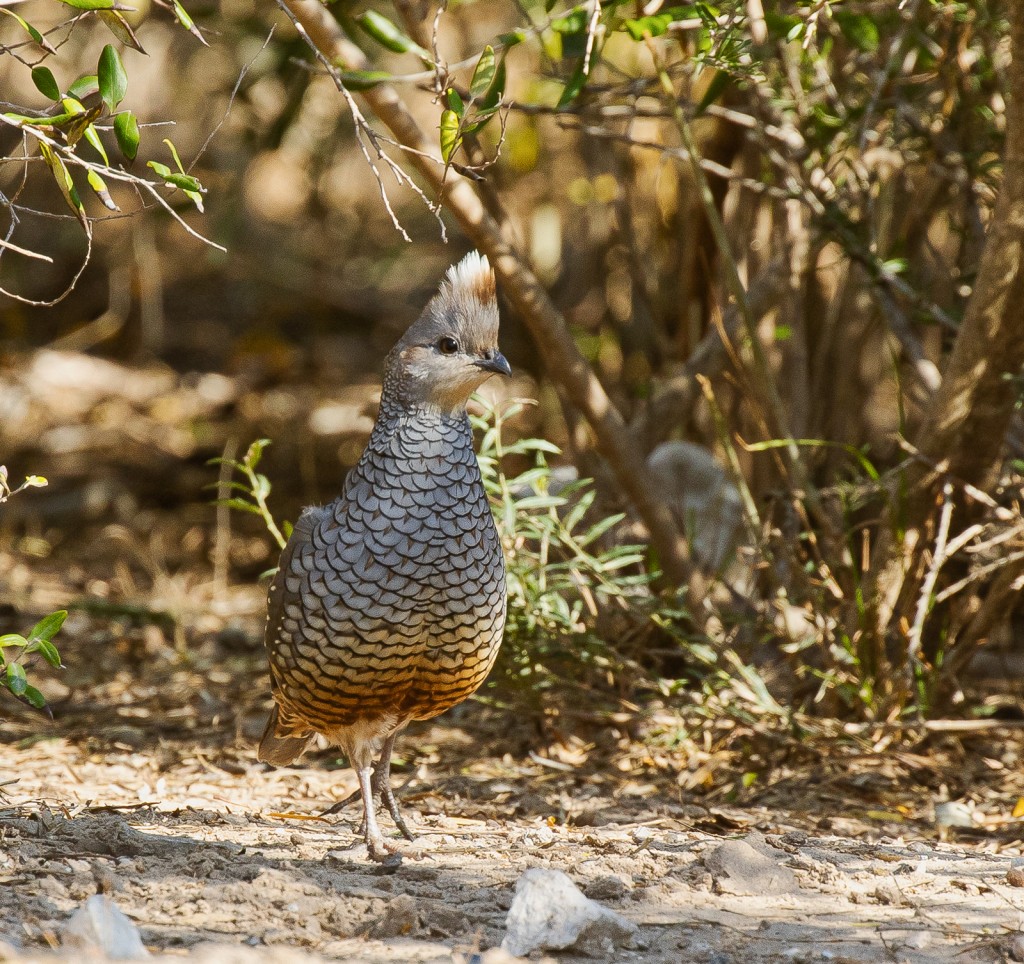 Scaled Quail