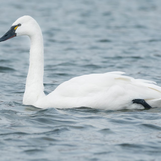 Tundra Swan