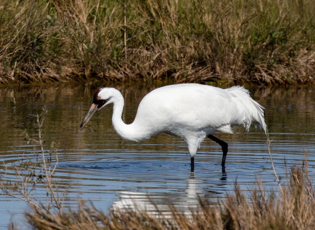 Whooping Crane