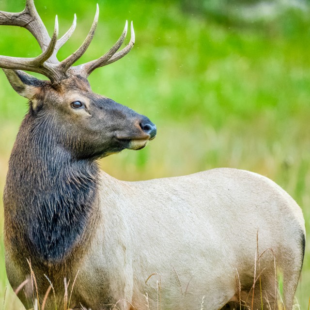 Bull elk