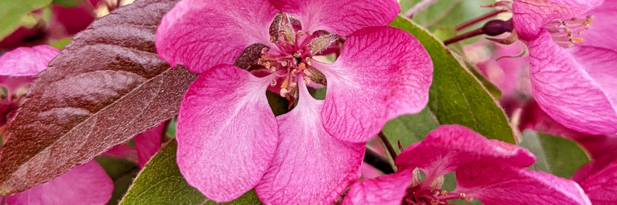 England Birds & Gardens: Southeast 2022 Trip report