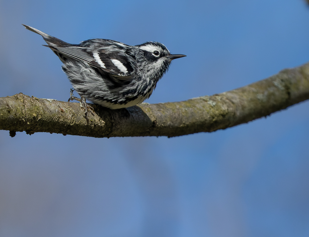Black-and-White Warbler
