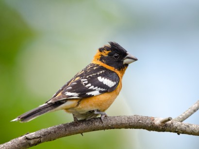 Canadian Rockies: Waterton Lakes