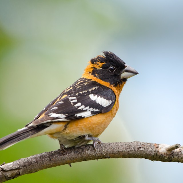 Black-headed Grosbeak, Male