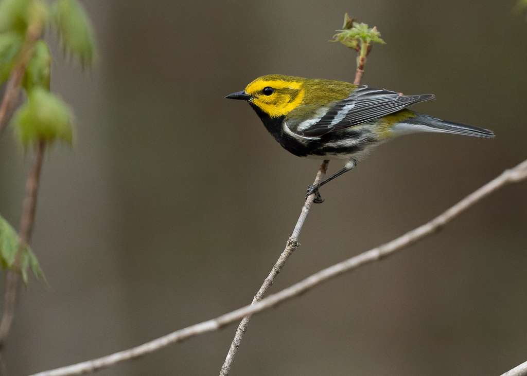 Black-throated Green Warbler