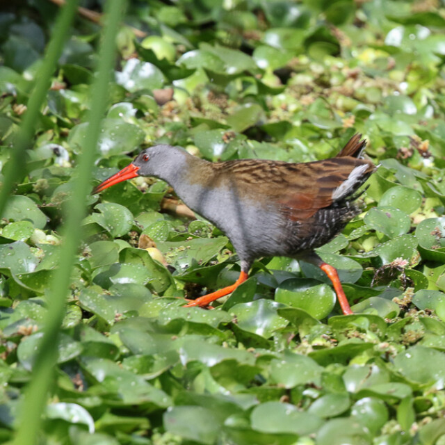 Bogota Rail