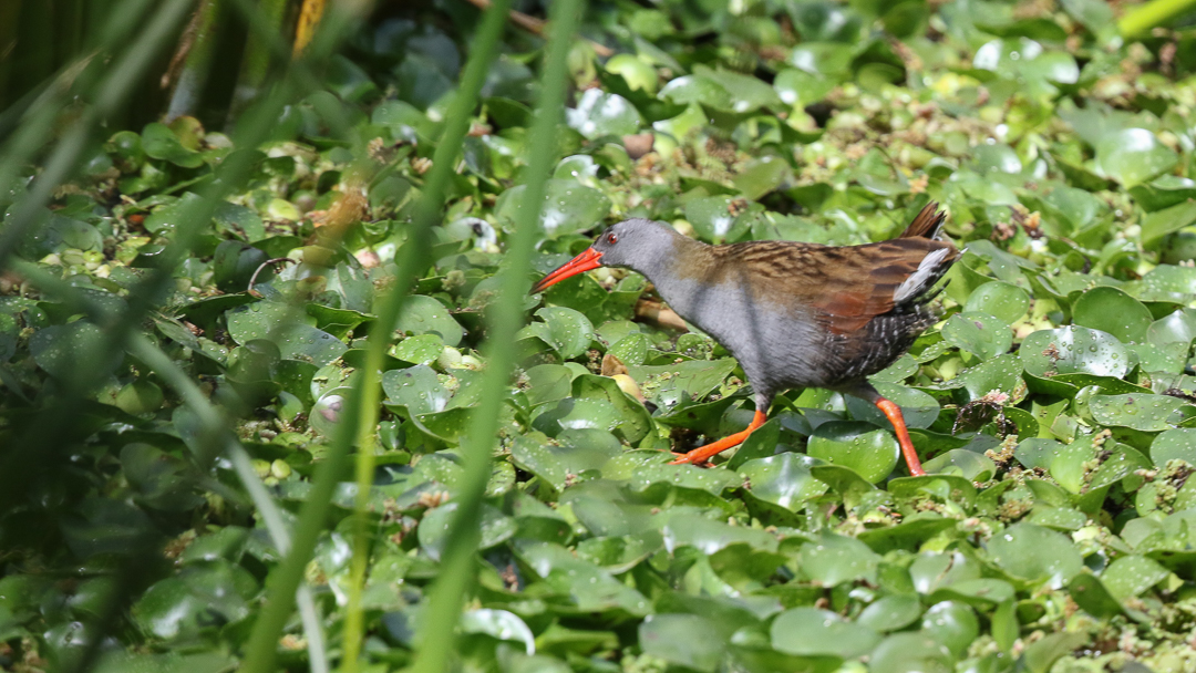Bogota Rail