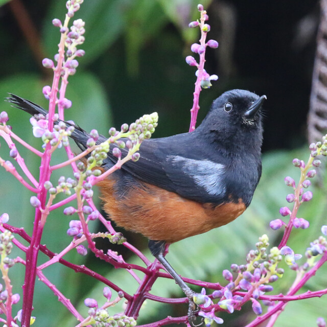Chestnut-bellied Flowerpiercer