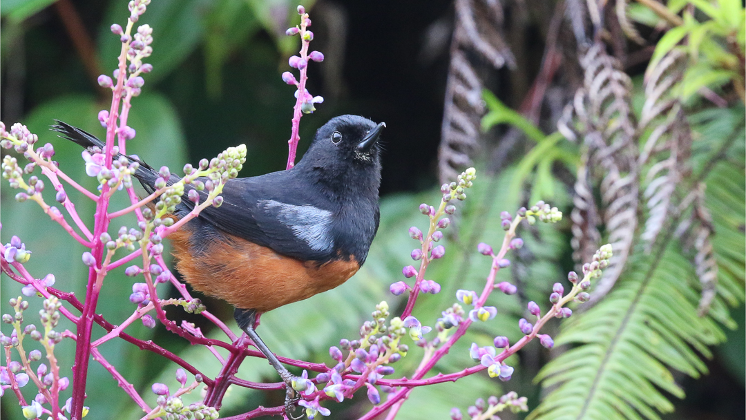 Chestnut-bellied Flowerpiercer