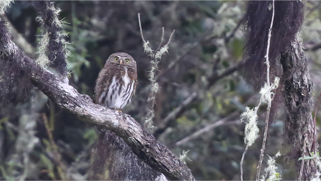 Cloud Forest Pygmy Owl
