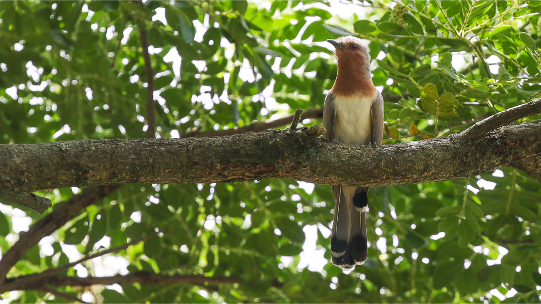 Dwarf Cuckoo