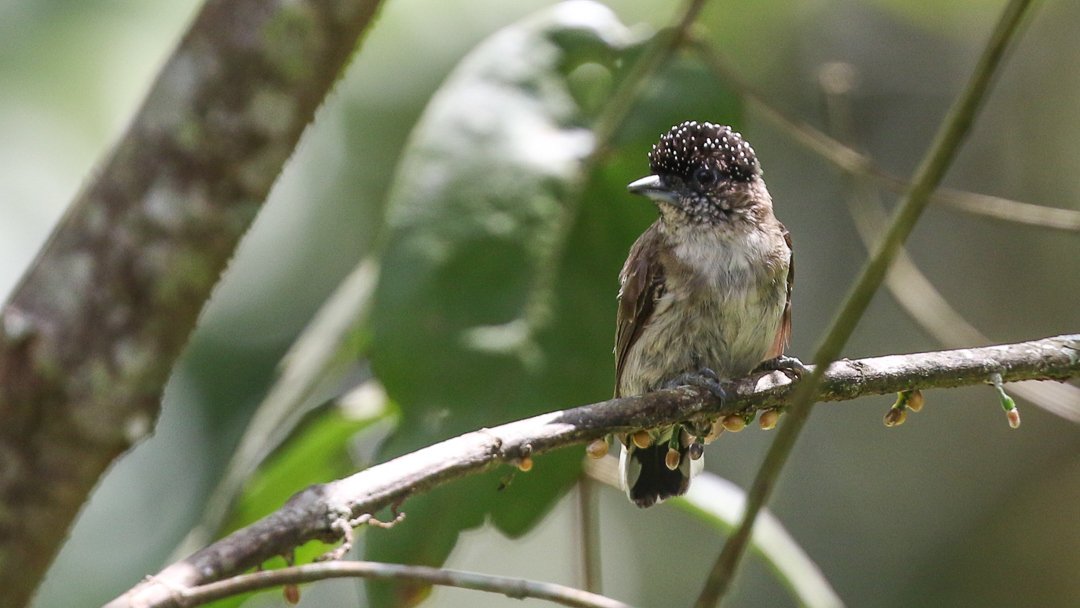 Greyish Piculet