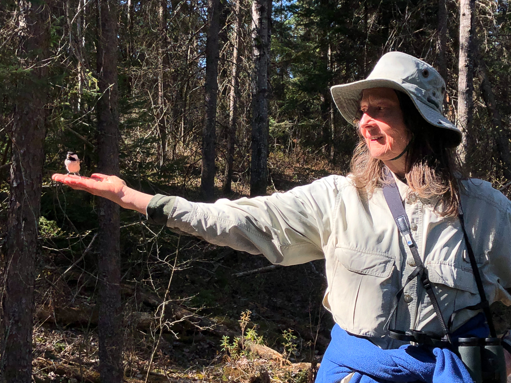 Birdbirder with chickadee