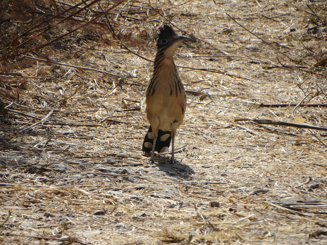 Lesser Roadrunner