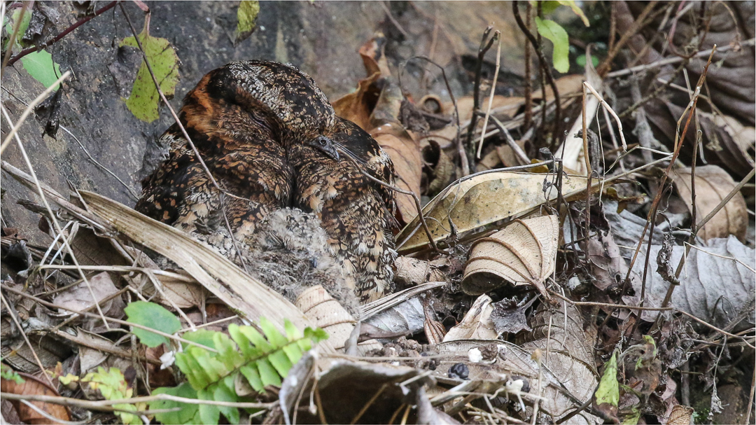 Lyre-tailed Nightjar