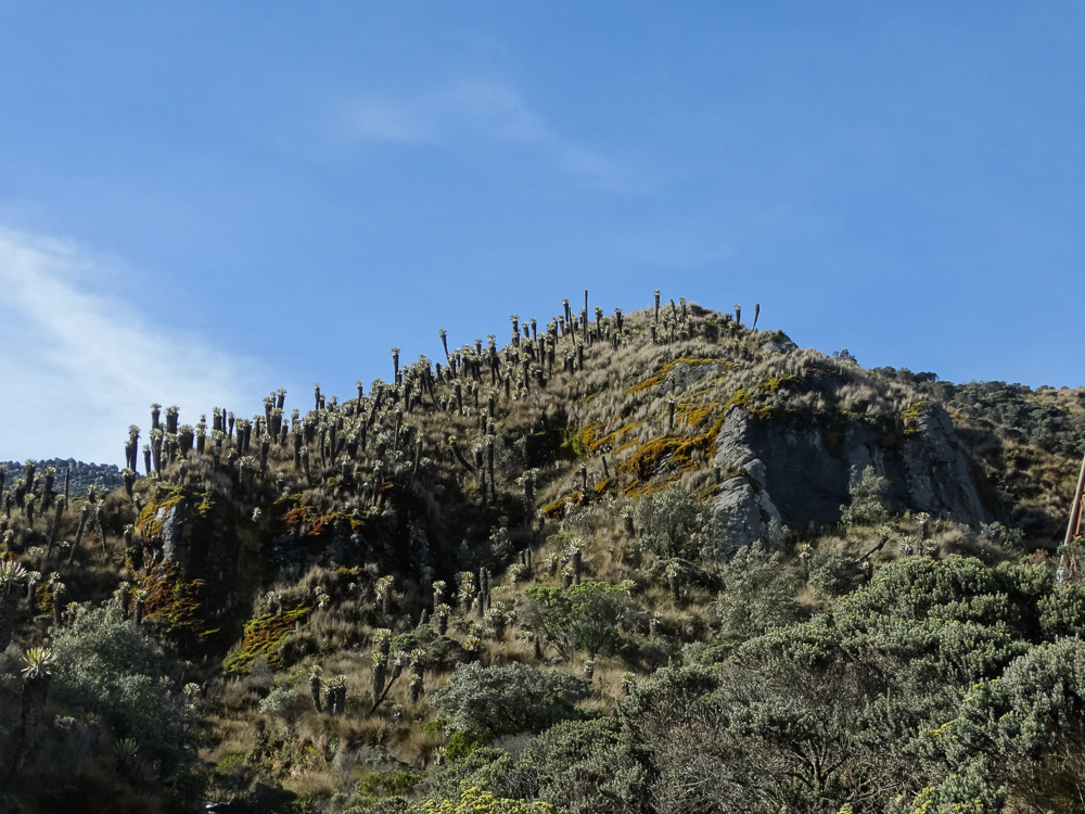 Martian landscape of Espeletia 
