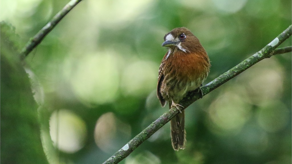Moustached Puffbird