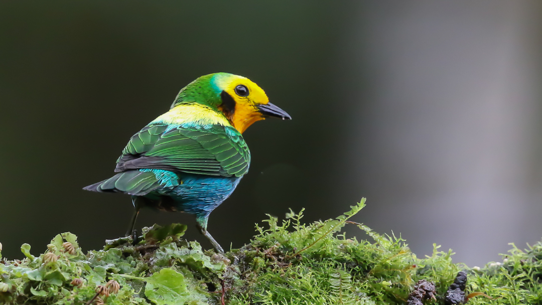 Multicolored Tanager