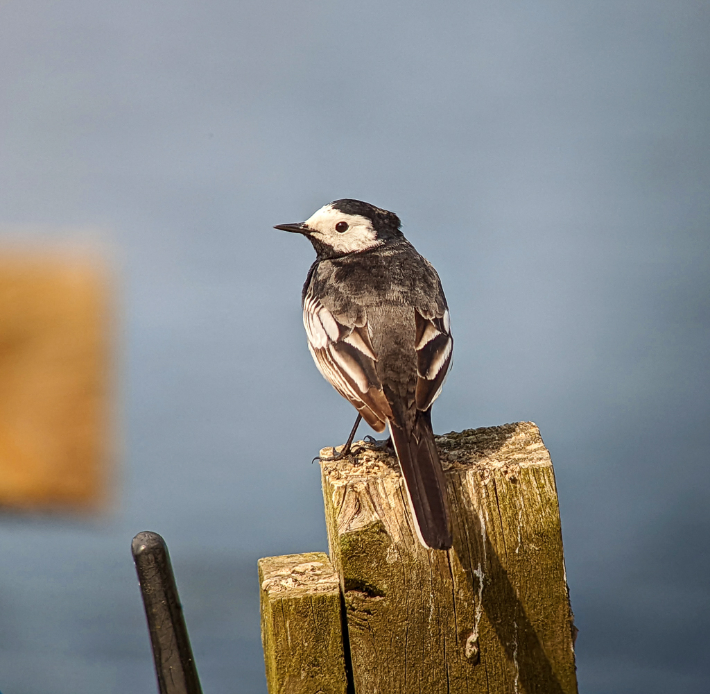 Pied Wagtail