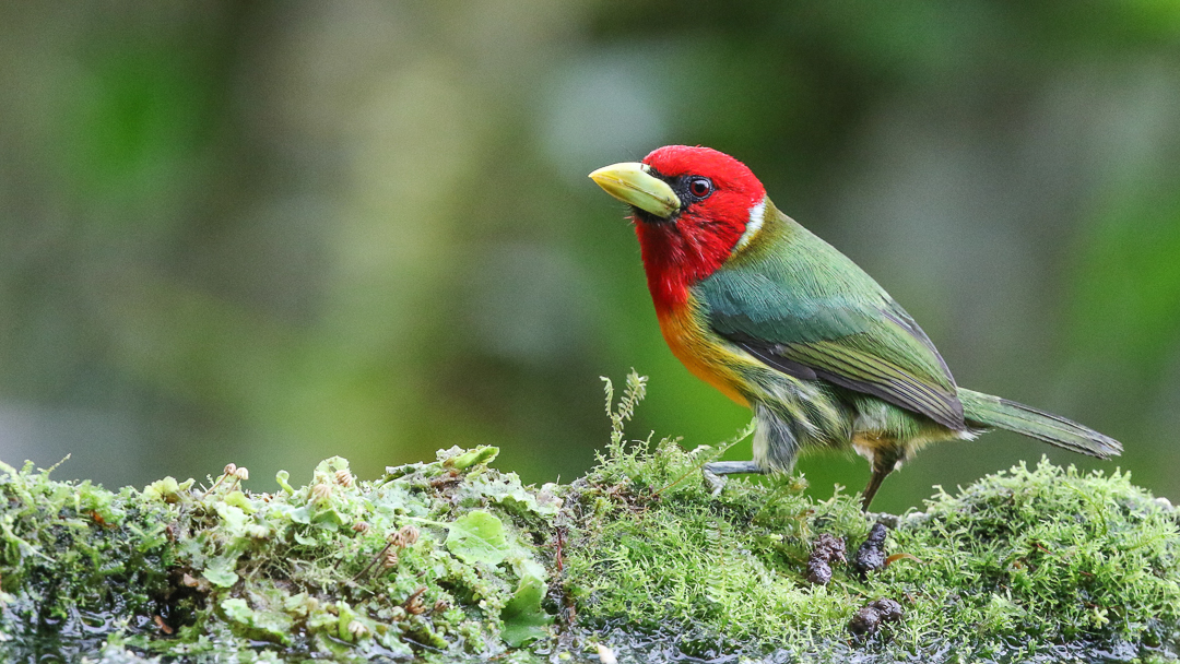 Red-headed Barbet