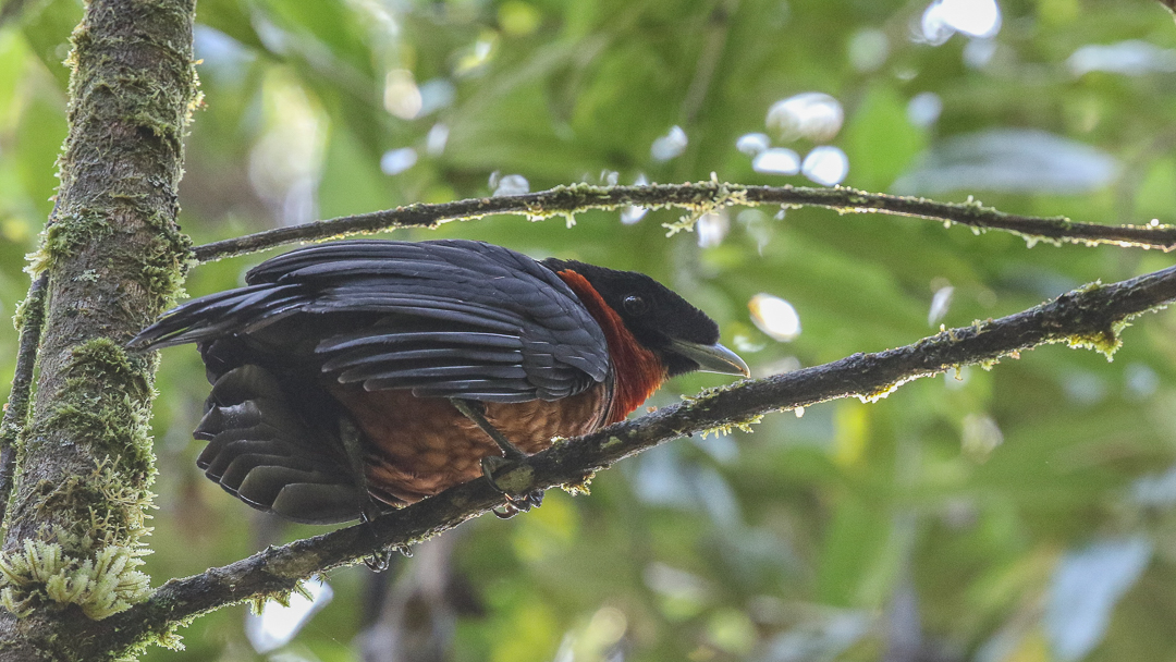 Red-ruffed Fruitcrow