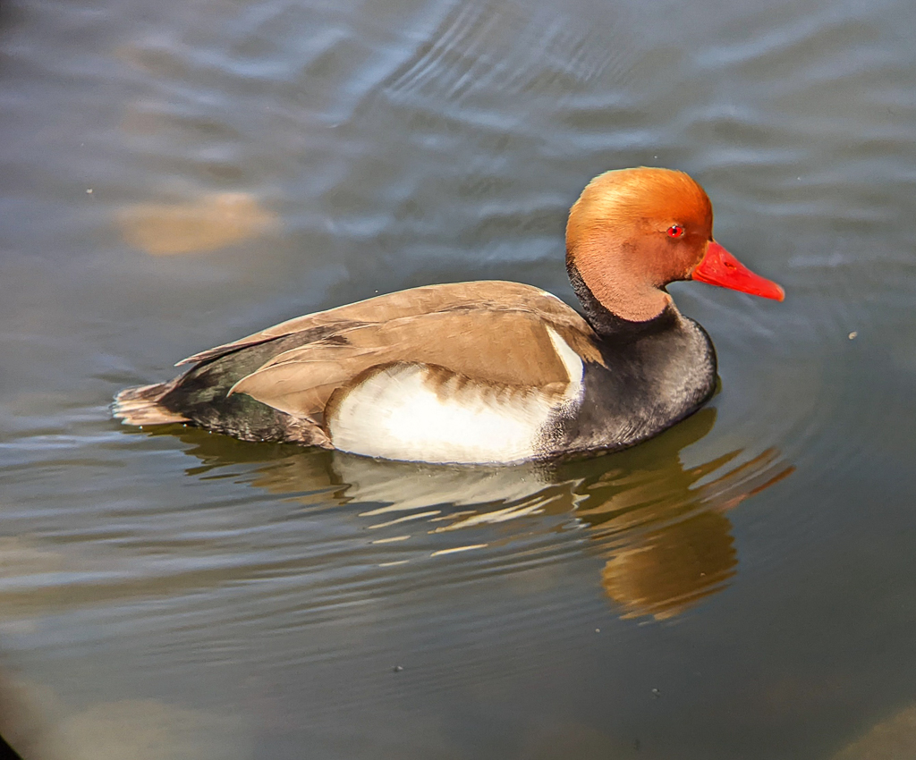 Red-creasted Pochard