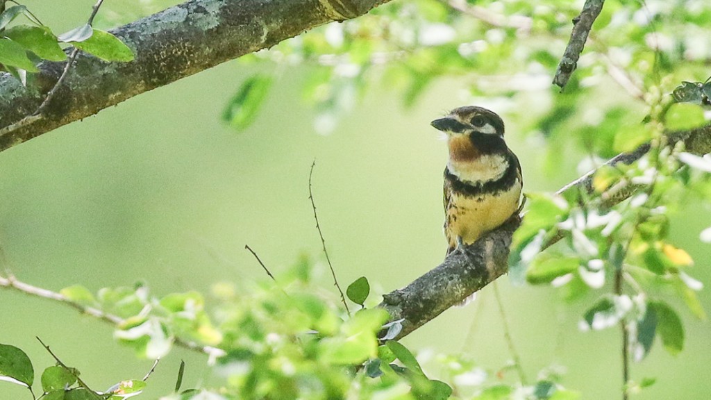 Russet-throated Puffbird