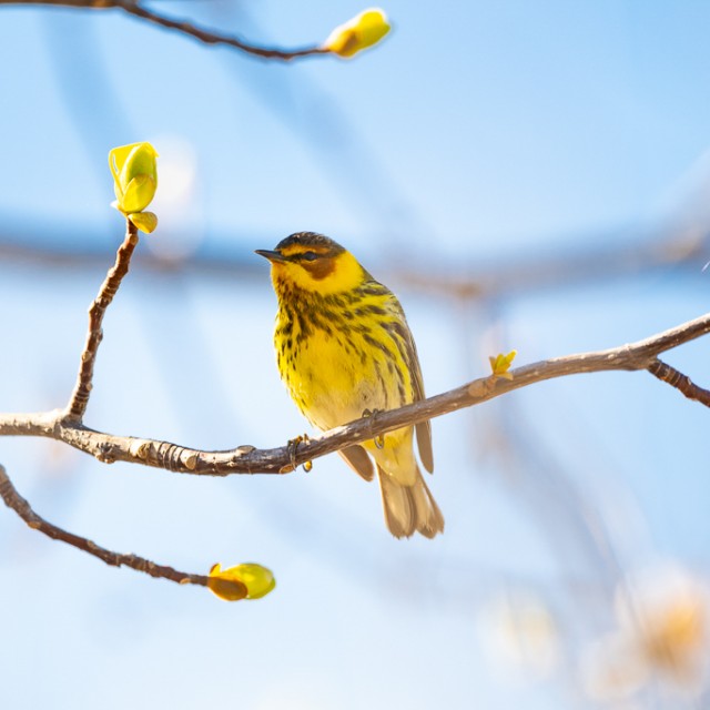 Cape May Warbler