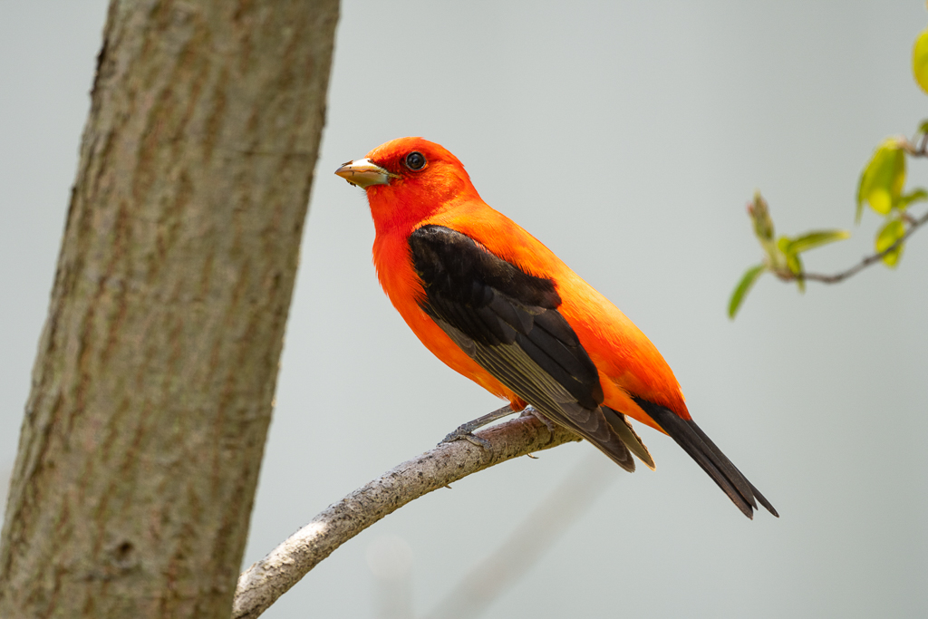 Scarlet Tanager
