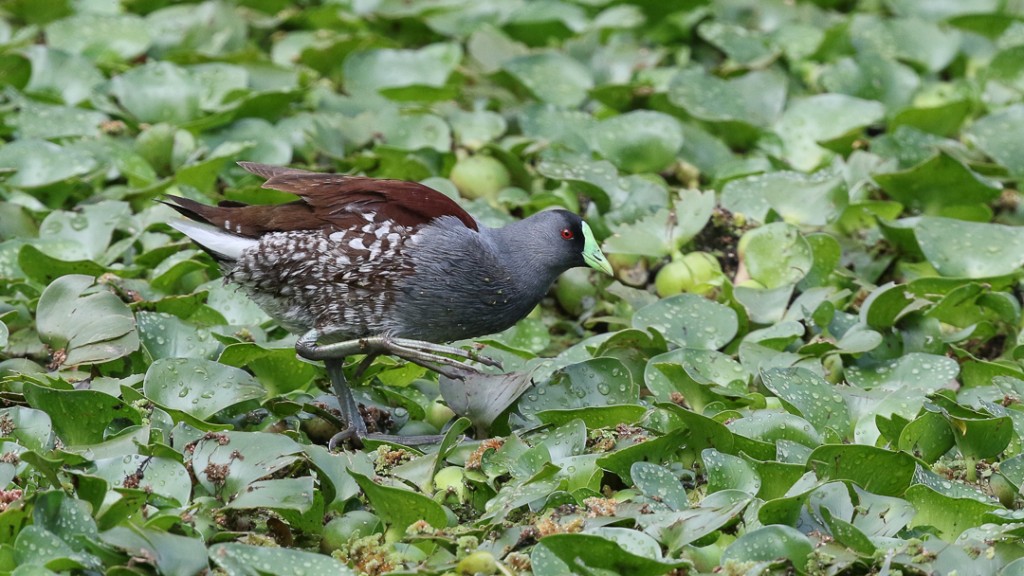 Spot-flanked Gallinule