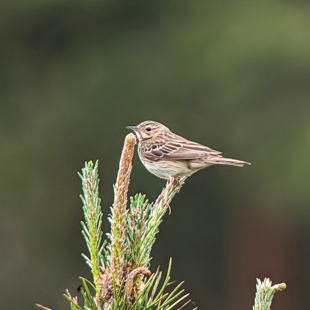 Tree Pipit