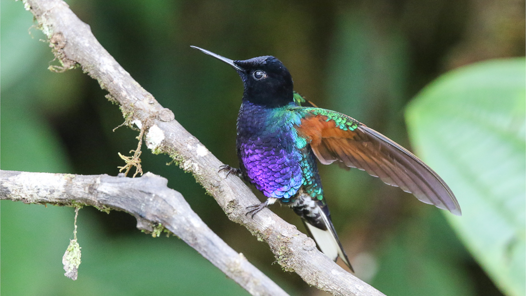 Velvet-purple Coronet