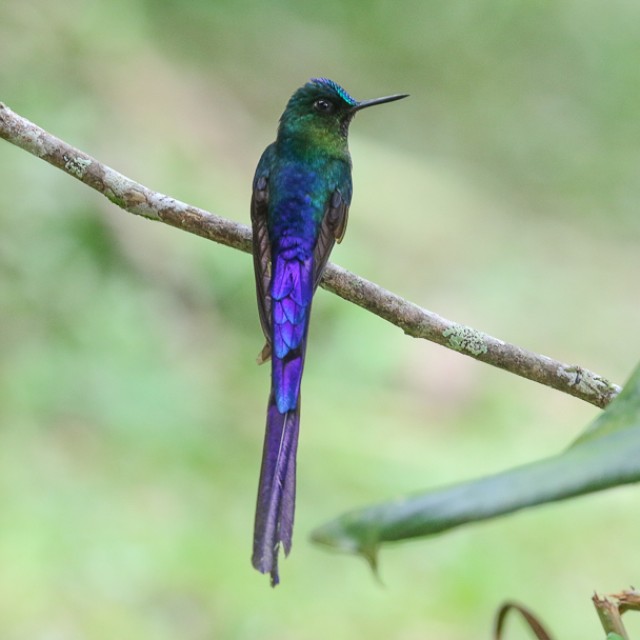 Long-tailed Sylph