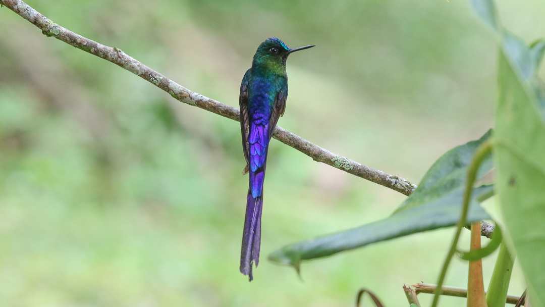 Long-tailed Sylph